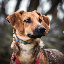 Tierschutzverein Pfotenglück Schwaben e.V. - powered by Bscout® - Faire Suchmaschine & Netzwerk!